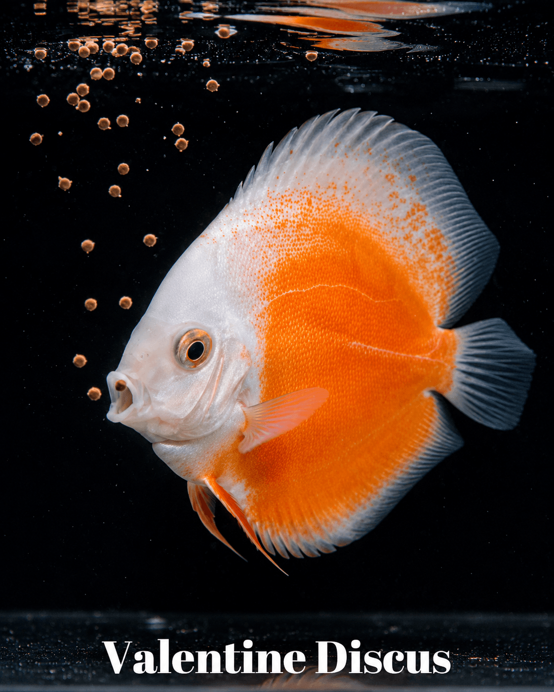 Valentine Discus 