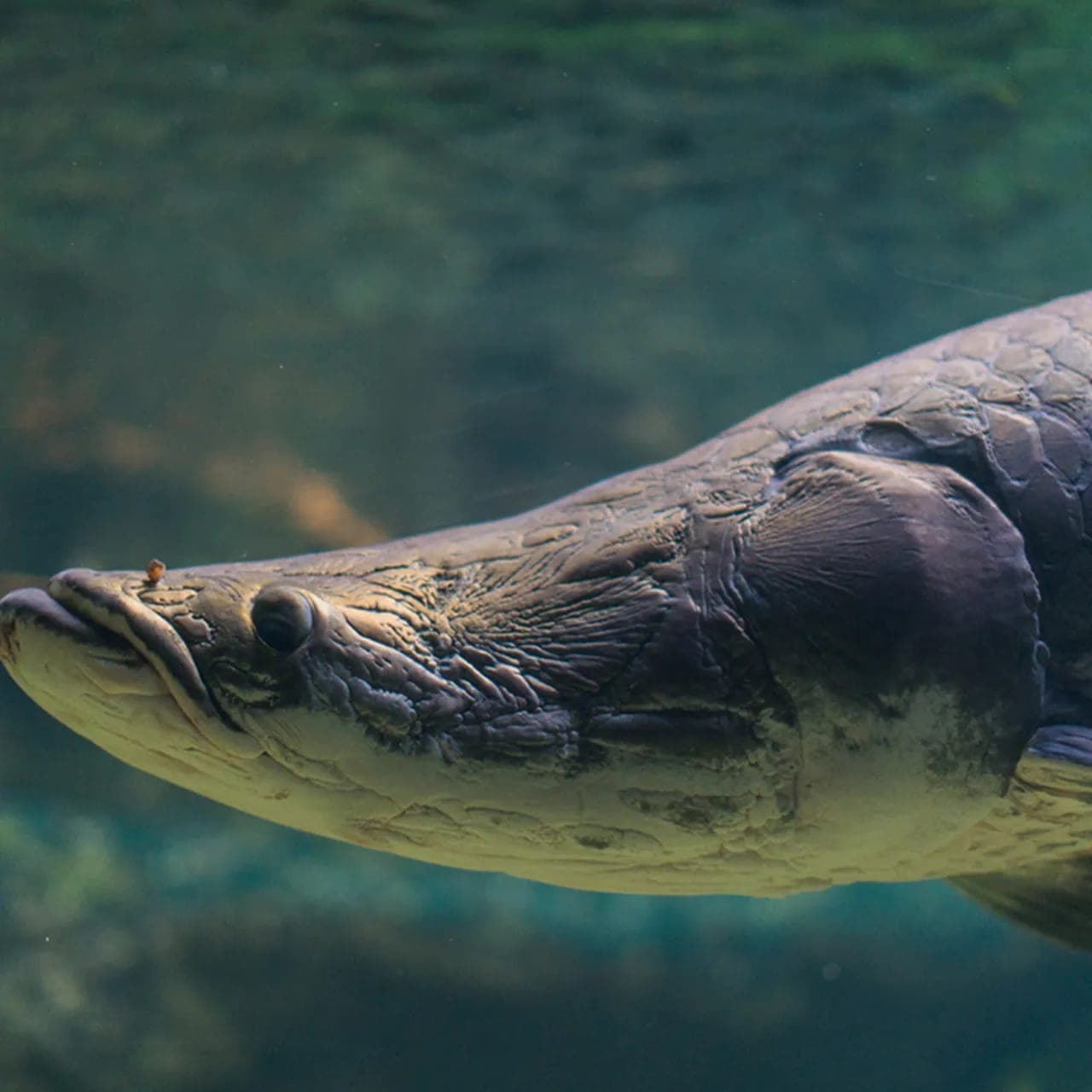 Arapaima