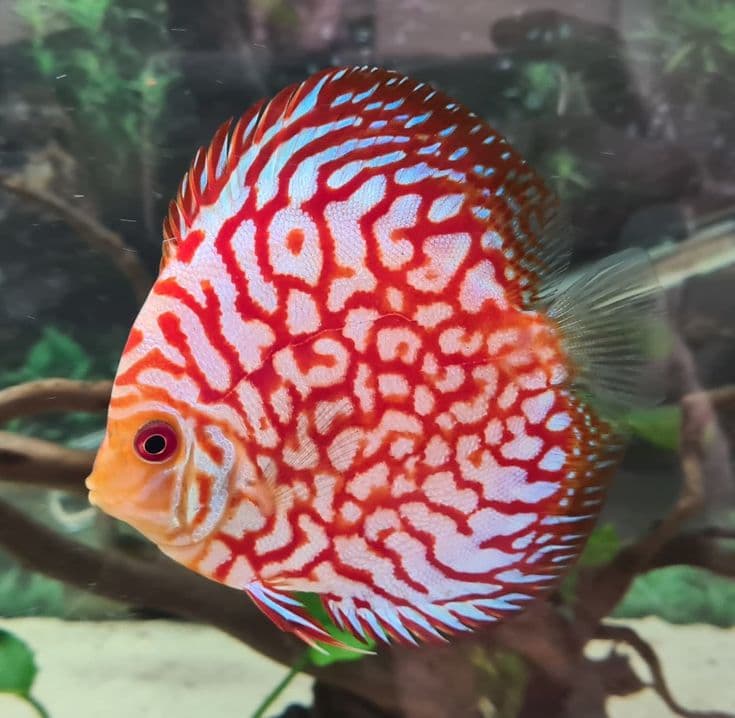 Red Turquoise Discus