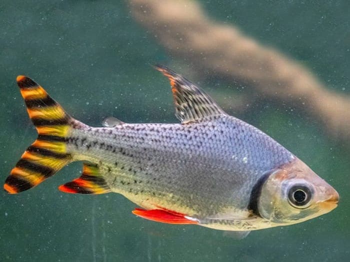 Flagtail Prochilodus