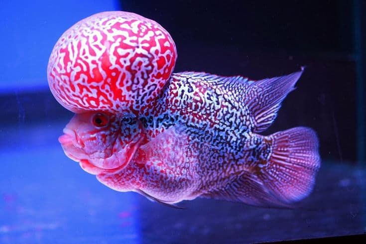 Flowerhorn Cichlid