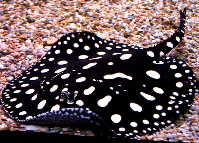 Polka Dot Stingray