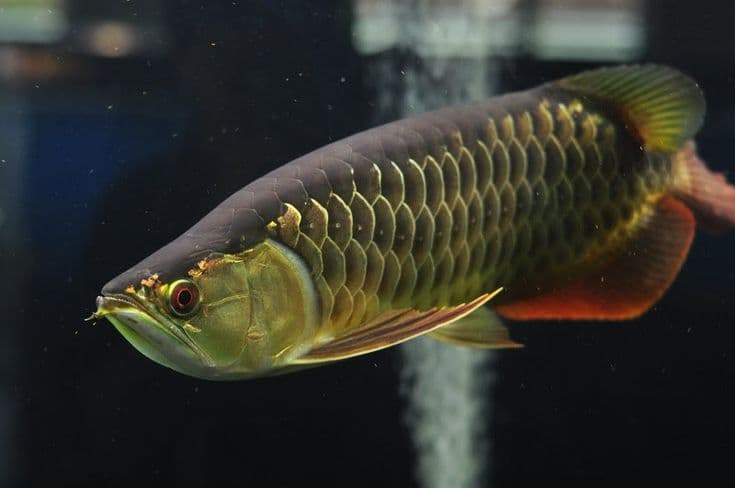 Gold Arowana