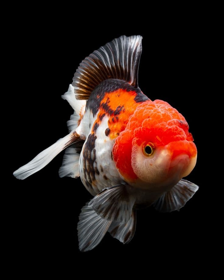 Oranda Goldfish Premium