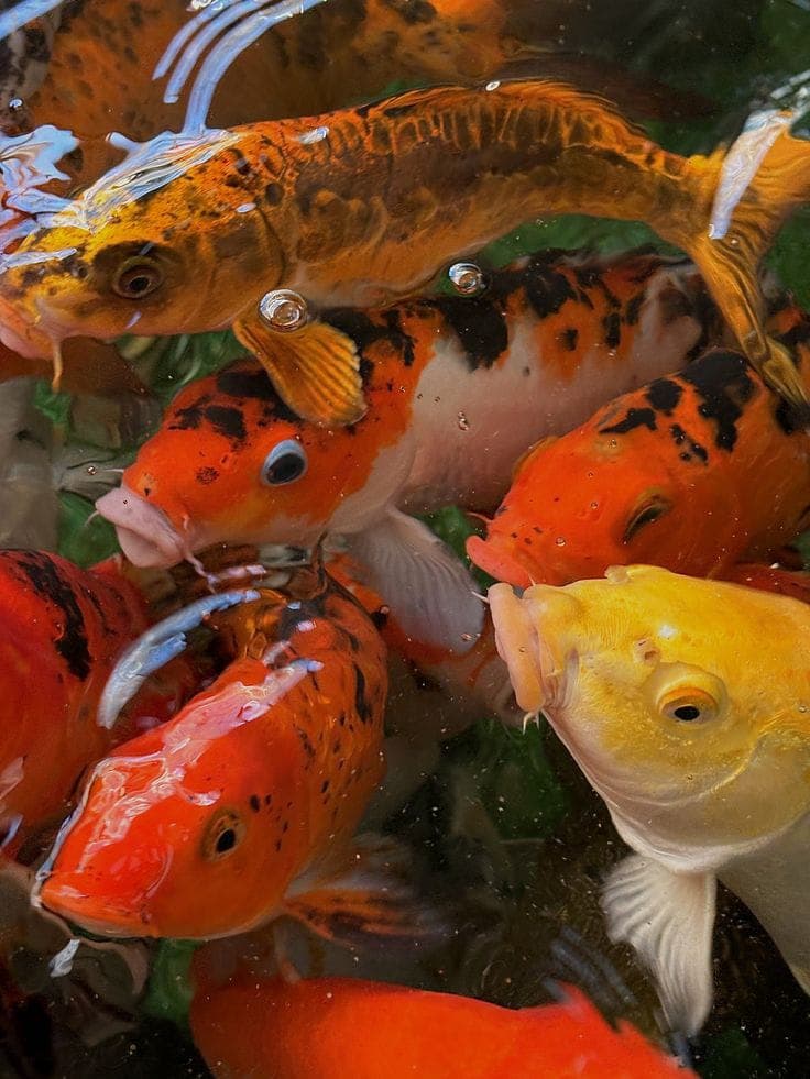 Koi Fish