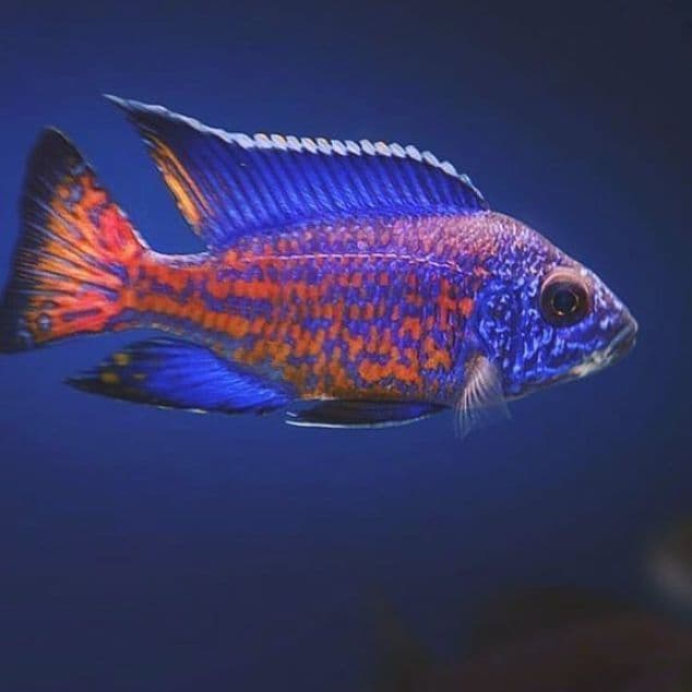 Peacock Cichlid
