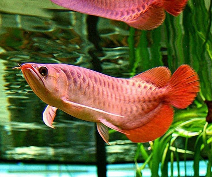 Super Red Arowana